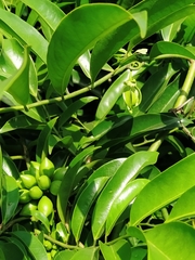 Artabotrys hexapetalus