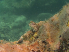 Blenniidae