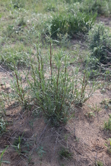 Artemisia arenaria