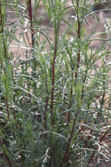 Artemisia arenaria