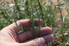Artemisia arenaria