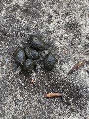 Nyctereutes procyonoides