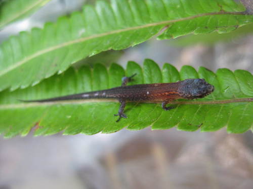 Carlia caesius observed 2013-07-02