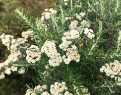 Ozothamnus secundiflorus