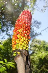 Amorphophallus