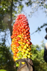 Amorphophallus