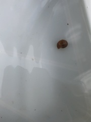 Planorbarius corneus