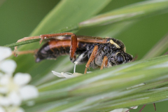 Tenthredopsis litterata