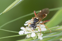 Tenthredopsis litterata