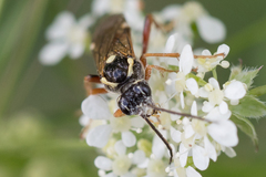 Tenthredopsis litterata