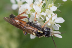 Tenthredopsis litterata