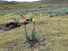 Kniphofia caulescens