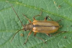 Cortodera humeralis