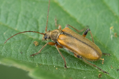 Cortodera humeralis