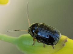 Cryptocephalus flavipes