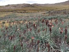 Kniphofia caulescens