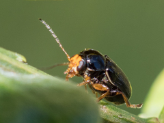 Cryptocephalus flavipes