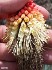 Kniphofia caulescens