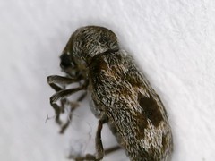 Ptinomorphus
