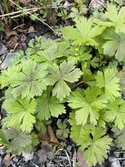 Anemonastrum baicalense