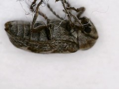 Ptinomorphus