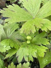 Anemonastrum baicalense