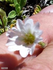 Cerastium arabidis