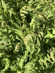Phegopteris connectilis