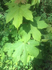 Acer pseudoplatanus