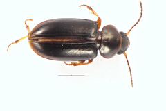 Haplanister crypticus