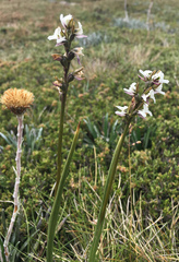 Prasophyllum suttonii