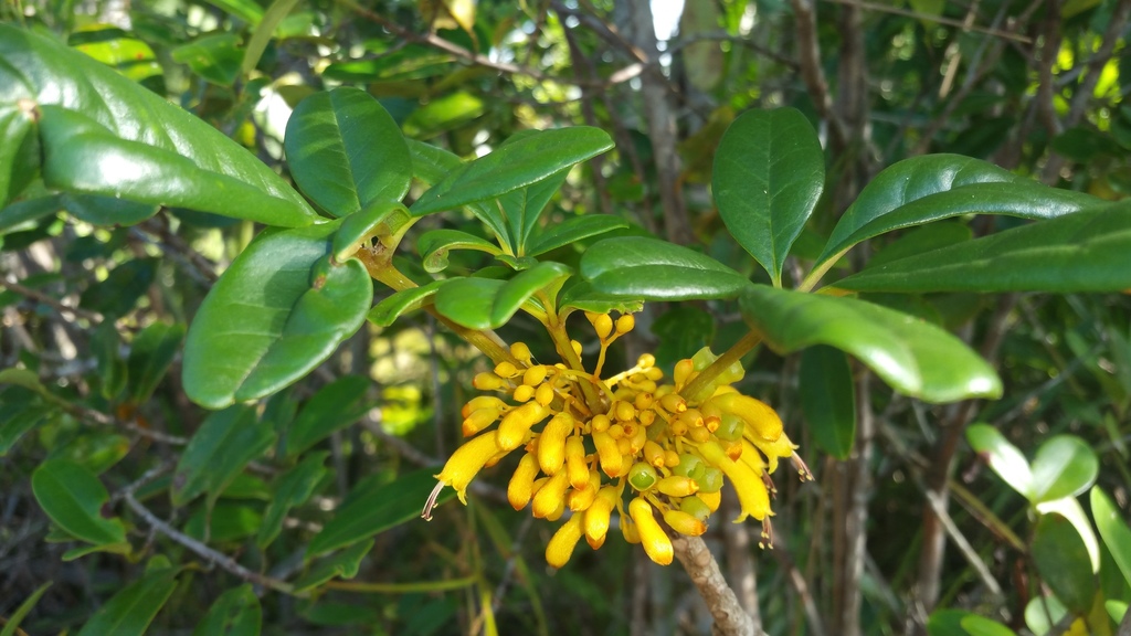 Vitex chrysomallum