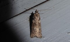 Harmologa