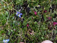 Rhodohypoxis deflexa