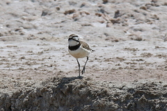 Charadrius thoracicus