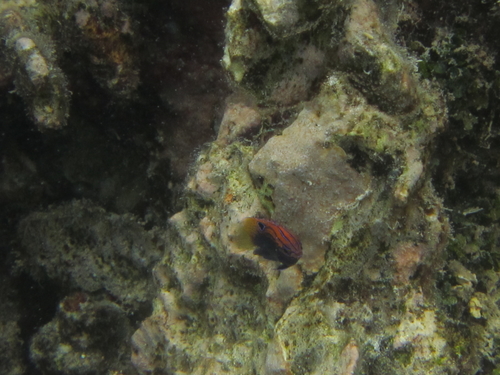 Pomacentrus vaiuli