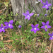Wahlenbergia gloriosa - Photo (c) Chris Clarke, μερικά δικαιώματα διατηρούνται (CC BY-NC), uploaded by Chris Clarke