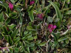 Rhodohypoxis deflexa