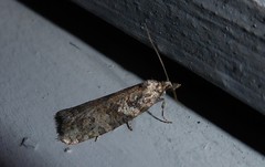 Harmologa