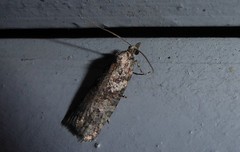 Harmologa