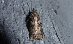 Harmologa