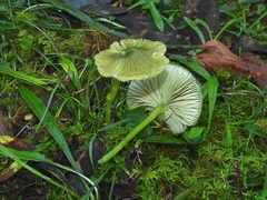 Entoloma rodwayi