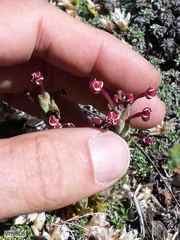 Zaluzianskya microsiphon
