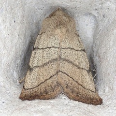 Charanyca trigrammica