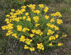 Senecio pinnatifolius alpinus