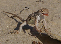 Holbrookia propinqua
