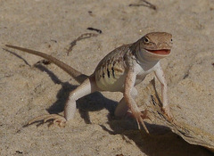 Holbrookia propinqua