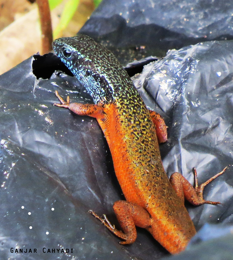 Blue-Grey-Throated Rainbow Skink