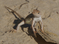 Holbrookia propinqua