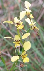 Diuris abbreviata